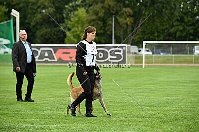 Fire vom schnellen Falken