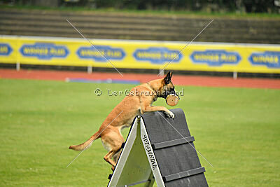 Fire vom schnellen Falken