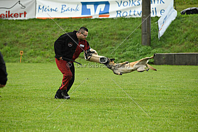 Fire vom schnellen Falken