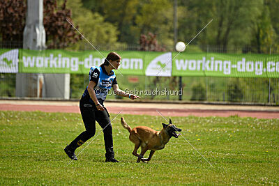 Fire vom schnellen Falken