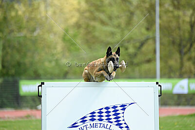 Fire vom schnellen Falken