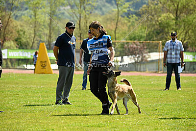 Fire vom schnellen Falken