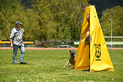 Fire vom schnellen Falken