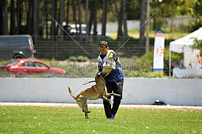 Fire vom schnellen Falken