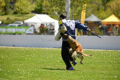 Fire vom schnellen Falken