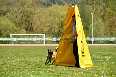 Fire vom schnellen Falken