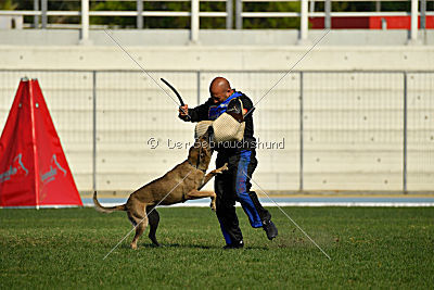 Forny ze Soutoku Sázavy