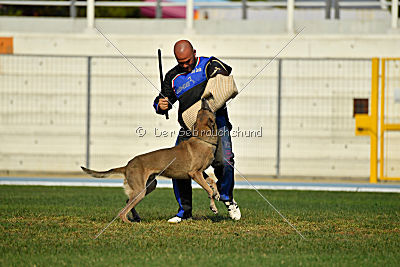 Forny ze Soutoku Sázavy