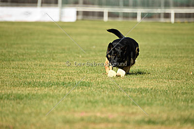 Forrest del Camino Duro