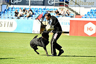 Franio vom Gsiberger