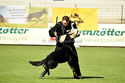 Franio vom Gsiberger