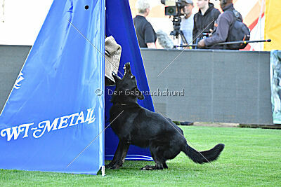 Franio vom Gsiberger