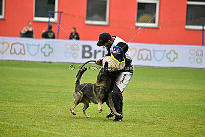 Freddy Tespo Bohemia