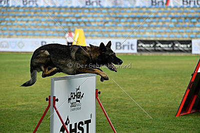 Freddy Tespo Bohemia
