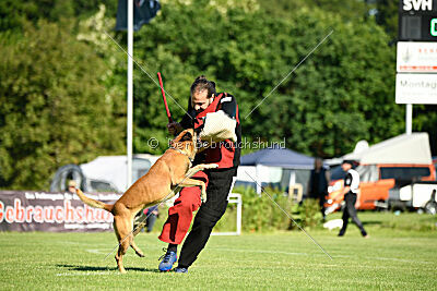 Friedel vom schnellen Falken