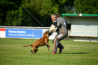 Friedel vom schnellen Falken