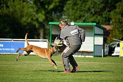 Friedel vom schnellen Falken