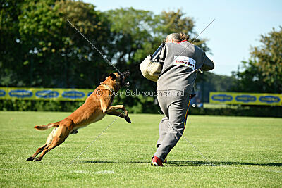 Friedel vom schnellen Falken