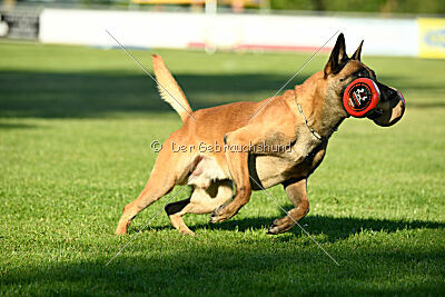 Friedel vom schnellen Falken
