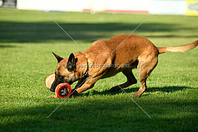 Friedel vom schnellen Falken