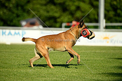Friedel vom schnellen Falken