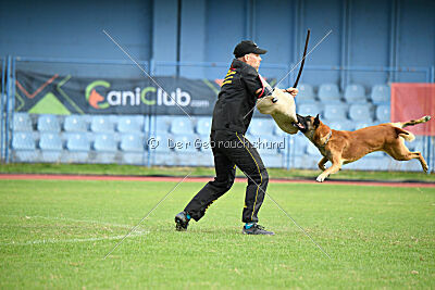 Friedel vom schnellen Falken