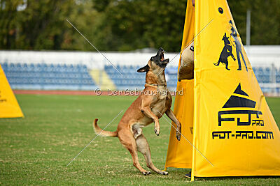 Friedel vom schnellen Falken