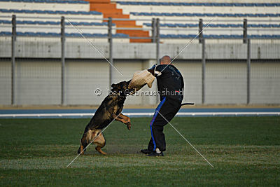 Fritz vom Niederheider Hof