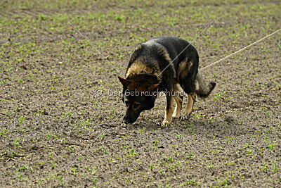 Fritz von den Koschis