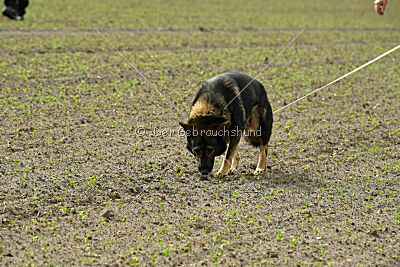 Fritz von den Koschis