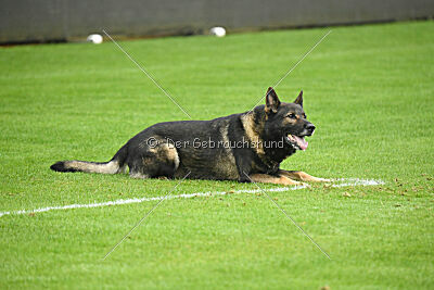 Fritz von den Koschis