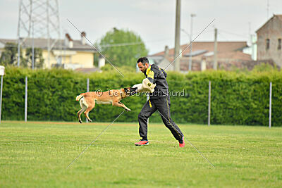 Fula Clever Fox