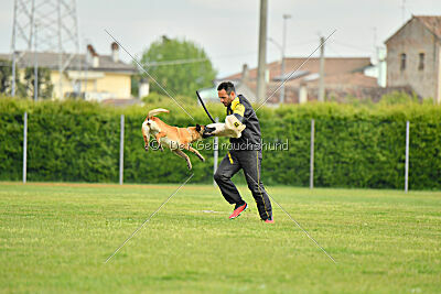 Fula Clever Fox