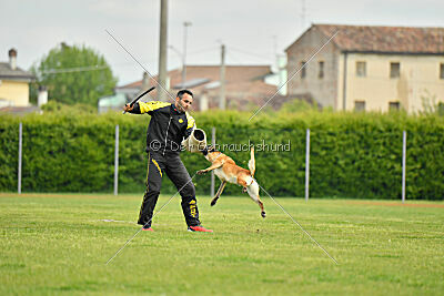 Fula Clever Fox
