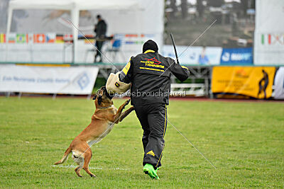 Fula Clever Fox