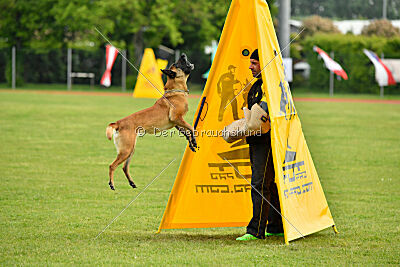 Fula Clever Fox