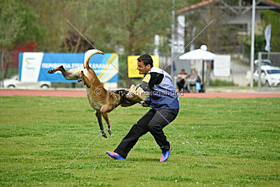 G'Dracarys Force Canina