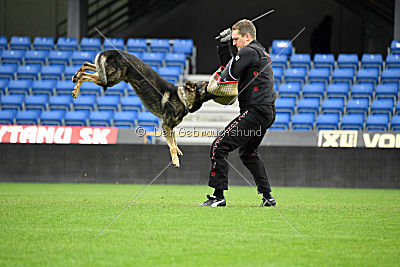 Galax de Jardines del Real