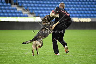 Galax de Jardines del Real