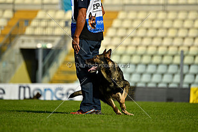 Galax de Jardines del Real