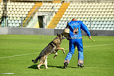 Galax de Jardines del Real