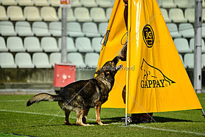 Galax de Jardines del Real