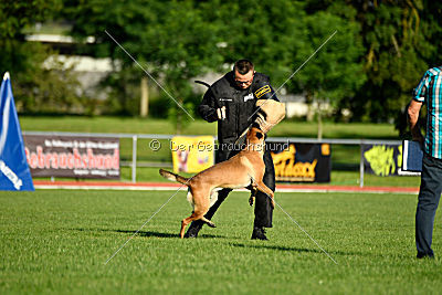 Gangster vom Haus Mecki