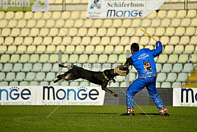 Gero z Berounske Basty