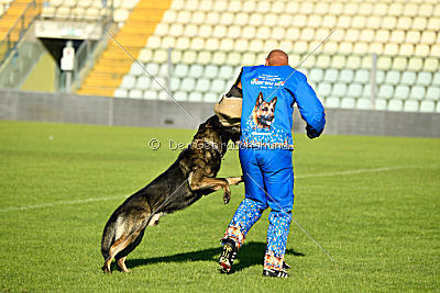 Gero z Berounske Basty