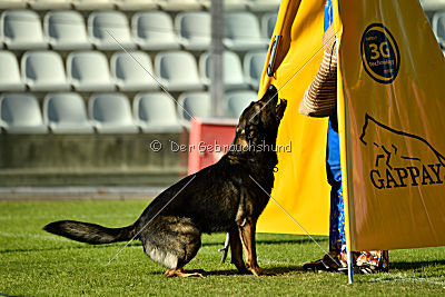 Gero z Berounske Basty