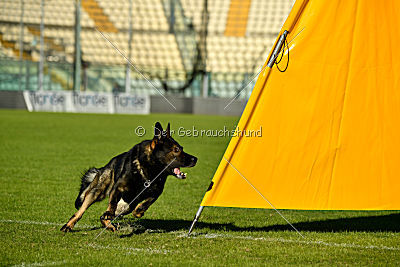 Gero z Berounske Basty