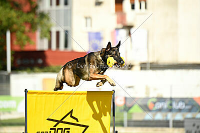 Ginger of Brave House JP