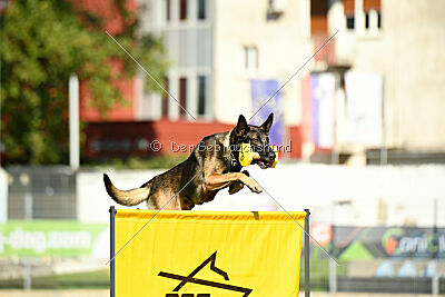 Ginger of Brave House JP