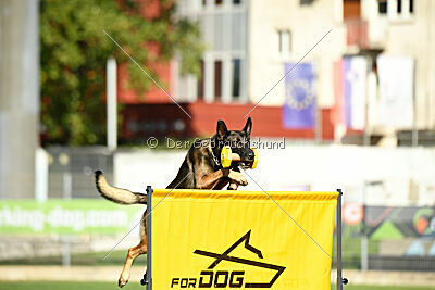 Ginger of Brave House JP